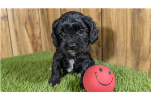 Gemma - Cavapoo for sale