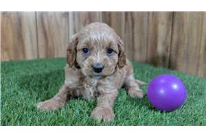 Kari - Cavapoo for sale