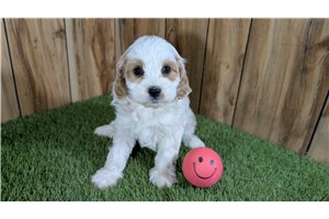 Georgia - Cavapoo for sale
