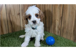 William - Cavapoo for sale