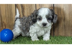 Beula - Cavapoo for sale