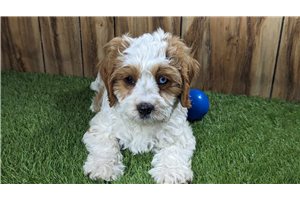 Micheal - Cavapoo for sale