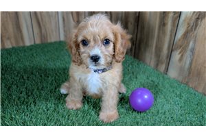 Flower - Cavapoo for sale
