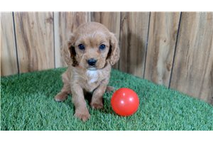 Isla - Cavapoo for sale