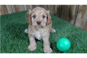 Ferguson - puppy for sale