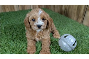 Zeus - puppy for sale