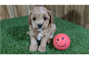Kristy - Cavapoo for sale