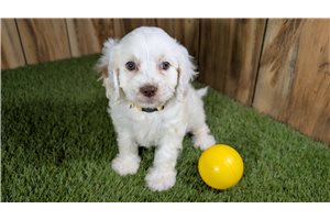 Fern - Cavapoo for sale