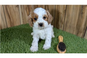 Horatio - puppy for sale