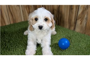 Ivan - puppy for sale