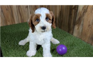 Lorraine - Cavapoo for sale