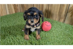 Ingrid - puppy for sale