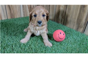 Hilda - puppy for sale