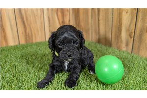 Grayson - puppy for sale