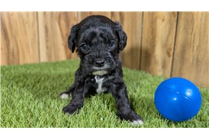 Giovanni - Cavapoo for sale