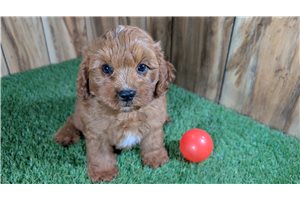Zink - Cavapoo for sale