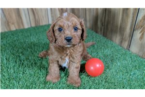 Zink - puppy for sale