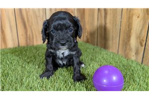 Genevieve - Cavapoo for sale