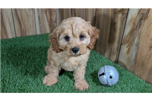Sara - Cavapoo for sale