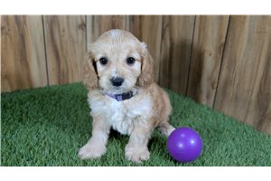 Kelly - Cavapoo for sale
