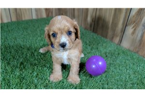 Flower - puppy for sale