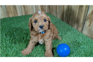 Zander - Cavapoo for sale