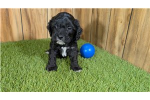 Giovanni - Cavapoo for sale