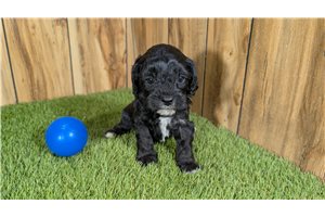 Giovanni - Cavapoo for sale