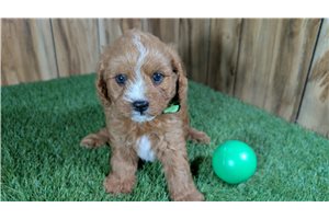 Zipp - puppy for sale