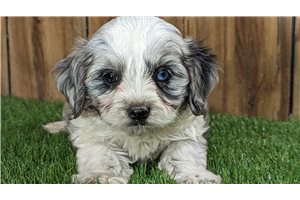 Marty - Cavapoo for sale