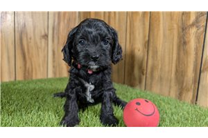 Gemma - Cavapoo for sale