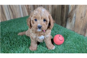 Harlow - Cavapoo for sale