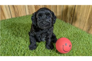January - puppy for sale