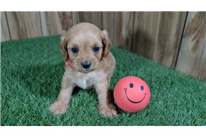 Foxy - Cavapoo for sale