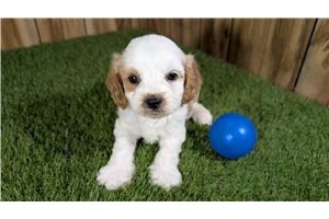 Ferdinand - puppy for sale