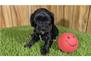 Gemma - puppy for sale