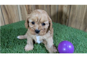 Bianca - Cavapoo for sale