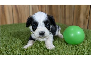 George - Cavapoo for sale