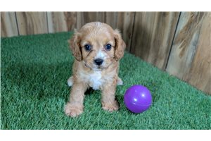 Flower - Cavapoo for sale