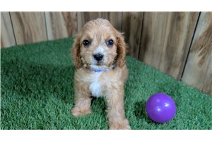 Flower - Cavapoo for sale