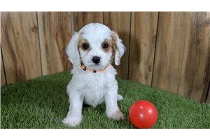 Winona - Cavapoo for sale