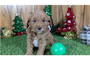Bernard - Cavapoo for sale