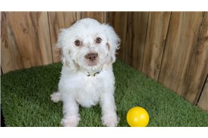 Fern - Cavapoo for sale