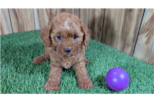 Harmony - Cavapoo for sale