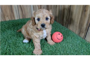 Sam - puppy for sale