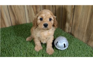 Sara - Cavapoo for sale
