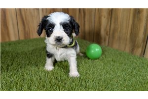 George - Cavapoo for sale