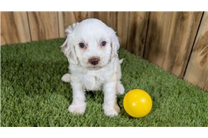 Fern - Cavapoo for sale