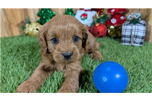 Gabriel - Cavapoo for sale