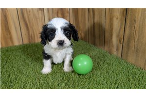 George - Cavapoo for sale